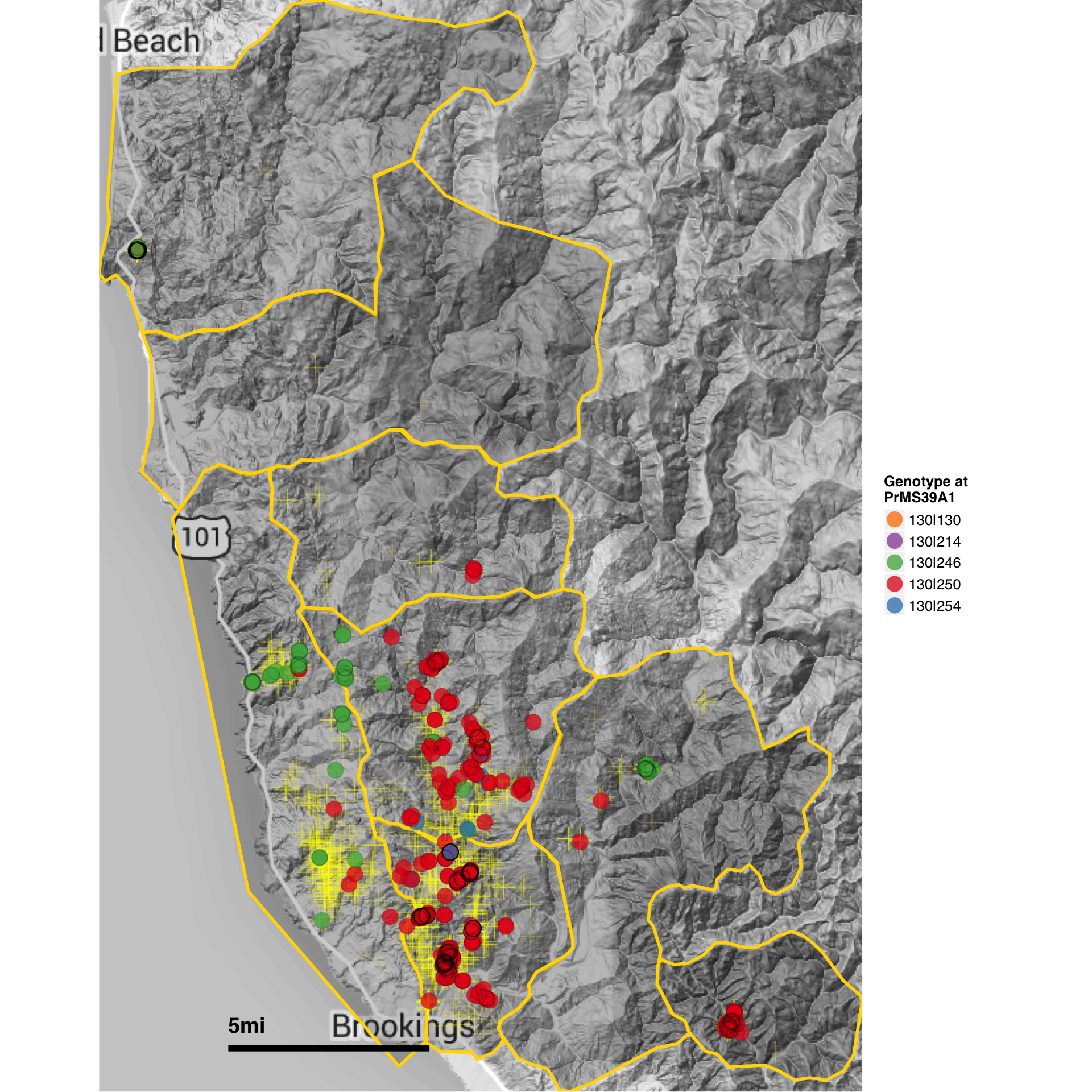 Map of the infected area in Curry county showing the *P. ramorum*
genotypes at locus PrMS39. Each colored circle represents a different
forest isolate while each yellow cross represents a sampled tree. Yellow
borders denote different regions.