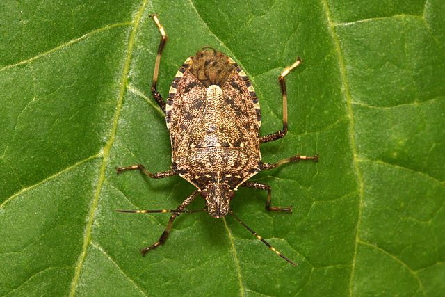 A Brown marmorated stink bug female from a laboratory colony on a common bean leaf, photographed in the laboratory of Fondazione Edmund Mach, Italy.